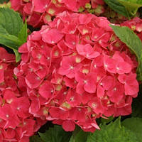 Саженцы Гортензии крупнолистной Лойтфоер (Hydrangea macrophylla Leuchtfeuer) Р9