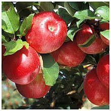 Яблуня Гала (осіння)