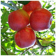 Яблуня Джонаголд Декоста (зимова)