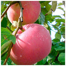 Яблуня Женева Ерлі (літня)