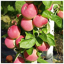 Яблуня Мельба (літня)