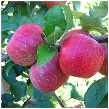 Яблуня Фуджі (зимова)