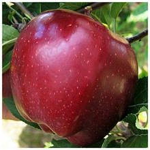 Яблуня Ентерпрайз (зимова)