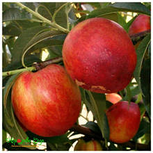 Нектарин Сузір'я (середньостиглий)