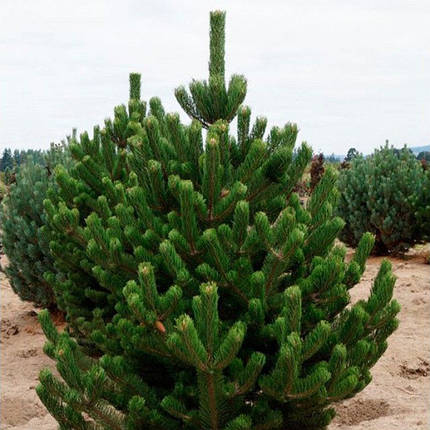 Сосна чорна Орегон Грін / h 40-50  / Pinus nigra Oregon Green, фото 2