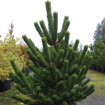 Сосна черная Орегон Грин / h 40-50 / Pinus nigra Oregon Green - фото 3 - id-p1356891979