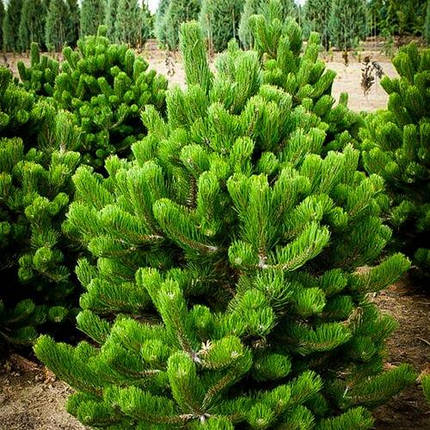 Сосна чорна Орегон Грін / h 40-50  / Pinus nigra Oregon Green, фото 2