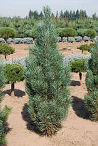 Сосна звичайна Фастігіата / С10 / h 50-60 / Pinus Fastigiata, фото 4