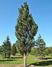 Сосна звичайна Фастігіата / С10 / h 50-60 / Pinus Fastigiata, фото 5