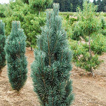 Сосна звичайна Фастігіата / С20 / h 50-60 / Pinus Fastigiata, фото 3