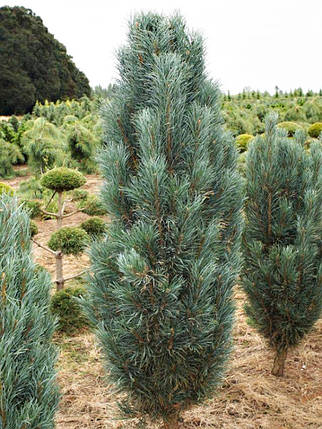 Сосна звичайна Фастігіата / С20 / h 50-60 / Pinus Fastigiata, фото 2