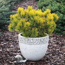 Сосна гірська Голден Глоу / h 30-40 / Pinus mugo Golden Glow, фото 4