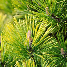 Сосна гірська Голден Глоу / h 30-40 / Pinus mugo Golden Glow, фото 5