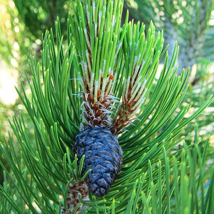 Сосна білокора Сателіт / С10 / h 60-70 / Pinus Satellit, фото 2