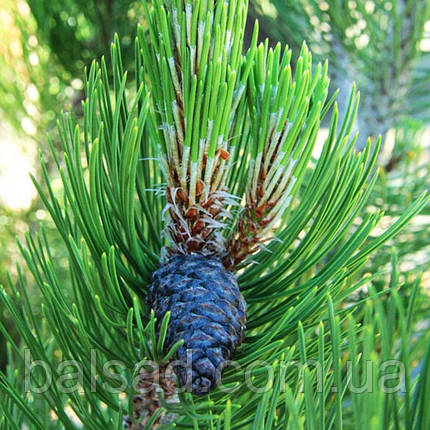 Сосна білокора Сателіт / h 20-30 / Pinus leucodermis Satellit, фото 3