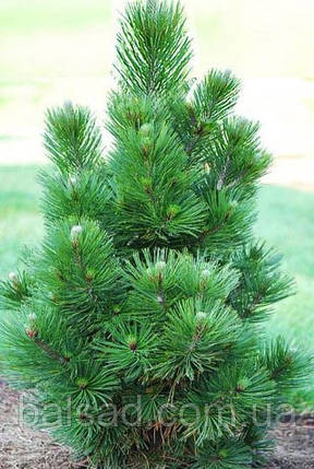 Сосна білокора Сателіт / h 20-30 / Pinus leucodermis Satellit, фото 4