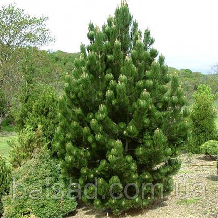 Сосна білокора Сателіт / h 20-30 / Pinus leucodermis Satellit, фото 1
