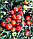 Насіння томату Асвон F1 ( Aswan F1 ) 10000 насінин, фото 6