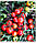 Насіння томату Асвон F1 ( Aswan F1 ) 10000 насінин, фото 8
