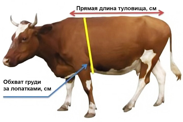 Измерительная лента для КРС