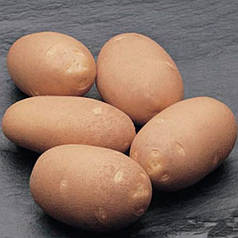 Насіннєву картоплю Фабула, 1 кг