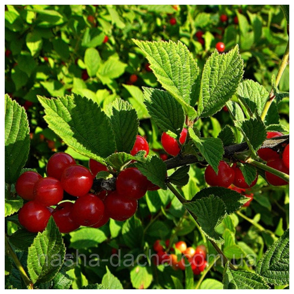 Вишня войлочна Аліса щеплена