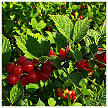 Вишня войлочна Аліса щеплена