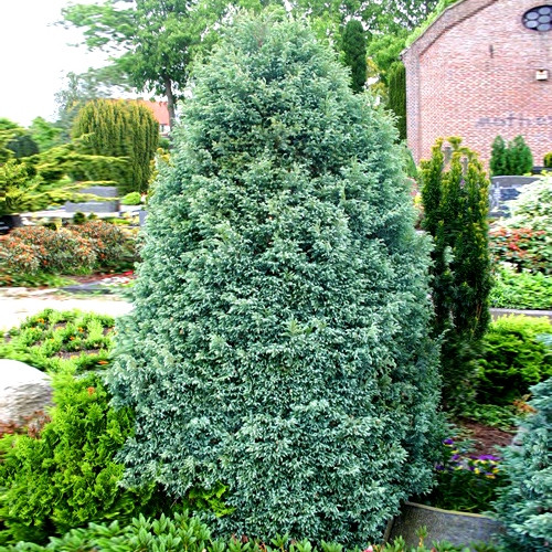 Саджанці Кипарисовика горохоплідного Бульвард, 3-х річний (Chamaecyparis pisifera Boulevard) С2