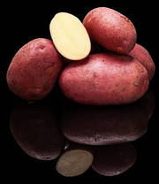 Насіннєва картопля Еволюшн (Evolution) 70-80 днів, 2 репродукція, фото 4