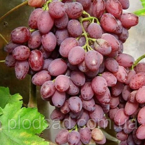 Виноград Кишмиш Асоль