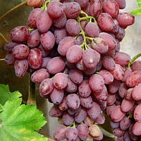 Виноград Кишмиш Асоль