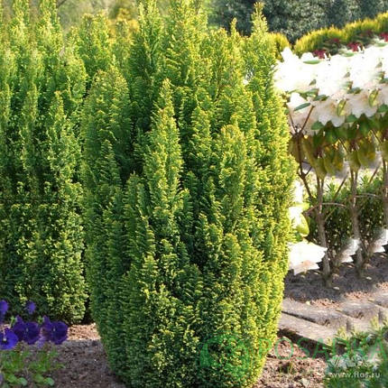 Кипарисовик лавсона Ellwoods Gold 3 річний, Кипарисовик Лавсона Элвуди Голд, Chamaecyparis Ellwoods Gold, фото 1