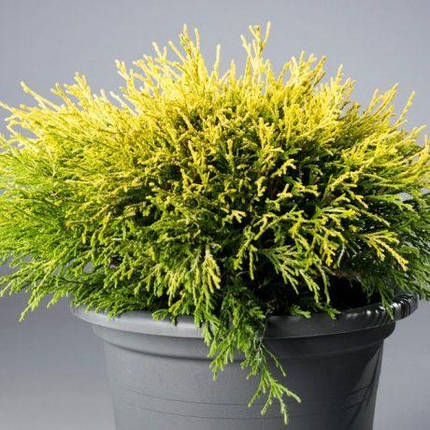 Кипарисовик горіхоплідний Filifera Aurea Nana 2 річний, Кипарисовик горохоплодный Филифера Ауреа Нана, фото 1