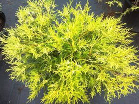 Кипарисовик горіхоплідний Filifera Aurea Nana 2 річний, Кипарисовик горохоплодный Филифера Ауреа Нана, фото 4