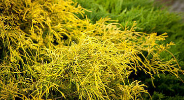 Кипарисовик горіхоплідний Filifera Aurea Nana 2 річний, Кипарисовик горохоплодный Филифера Ауреа Нана, фото 6