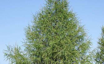 Модрина європейська 2 річна, Лиственница европейская, Larix decidua, фото 3