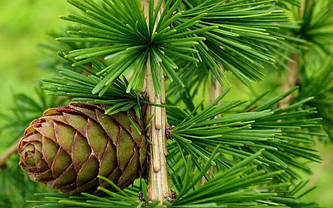 Модрина європейська 2 річна, Лиственница европейская, Larix decidua, фото 4