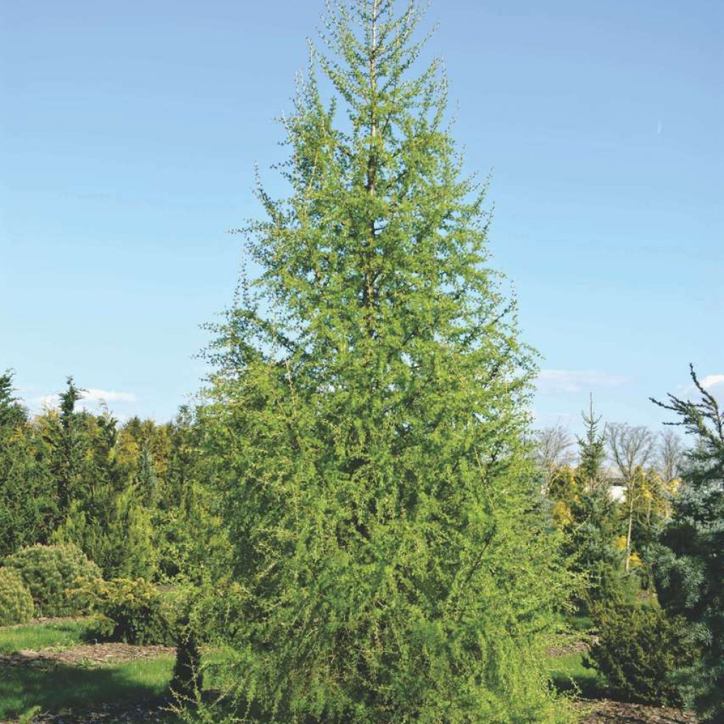 Модрина європейська 2 річна, Лиственница европейская, Larix decidua