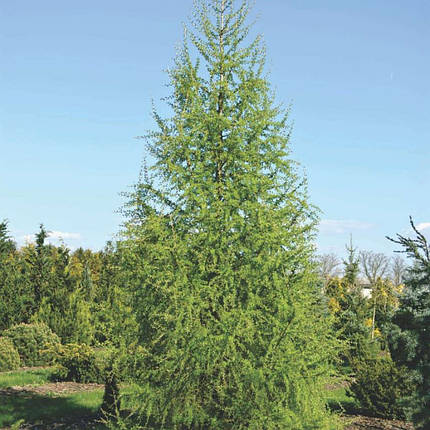 Модрина європейська 2 річна, Лиственница европейская, Larix decidua, фото 1