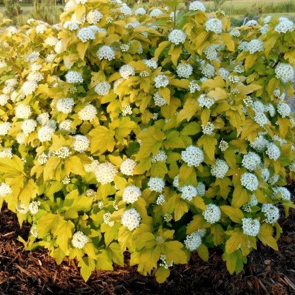 Саджанці Пухироплідника калинолистного Енжел Голд (Physocarpus opulifolius Gold Angel) Р9