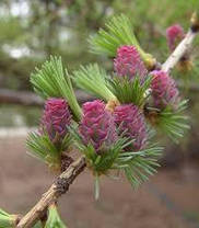 Лиственница Даурская 2 річна,Модрина Даурська , Larix gmelinii, фото 3