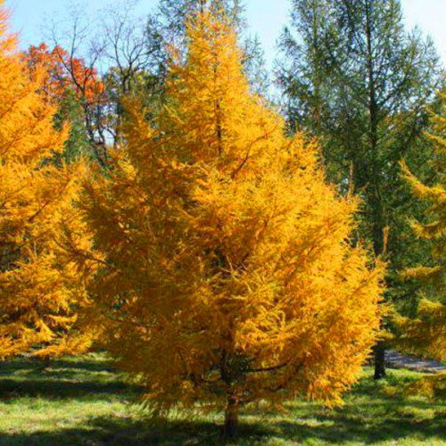 Модрина Даурська 3 річна,Лиственница даурская, Larix gmelinii
