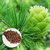 Лиственница Даурская 2 річна,Модрина Даурська , Larix gmelinii, фото 2