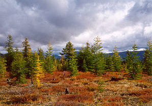 Лиственница Даурская 2 річна,Модрина Даурська , Larix gmelinii, фото 2