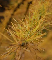 Лиственница Даурская 2 річна,Модрина Даурська , Larix gmelinii, фото 3