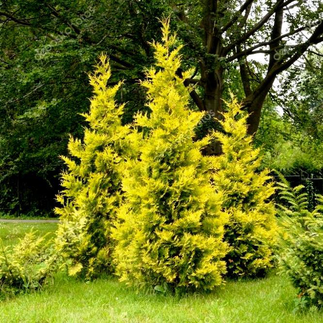 Саджанці Туї західної Голден Брабант, 3-х річна (Thuja occidentalis Golden Brabant) С2