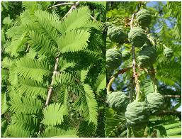Метасеквоя гліптостробусова 2 річна, Метасеквойя глиптостробоидная, Metasequoia glyptostroboides, фото 5