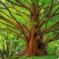 Метасеквоя гліптостробусова 2 річна, Метасеквойя глиптостробоидная, Metasequoia glyptostroboides, фото 4