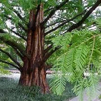 Метасеквоя гліптостробусова 2 річна, Метасеквойя глиптостробоидная, Metasequoia glyptostroboides, фото 3