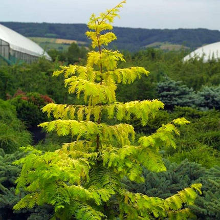 Метасеквоя гліптостробусова 2 річна, Метасеквойя глиптостробоидная, Metasequoia glyptostroboides, фото 1